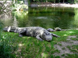 Turtles and Alligator at Busch Gardens, Florida