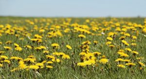 Spring Dandelion Bloom