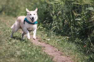 Dog running along a trail. 